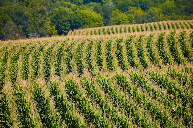 Image of Farming rows of corn fields over hills