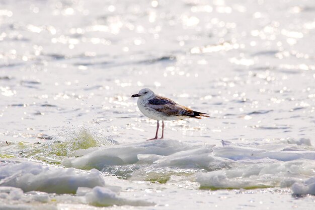 an image of feathered seagulls floating on an ice floe along the river