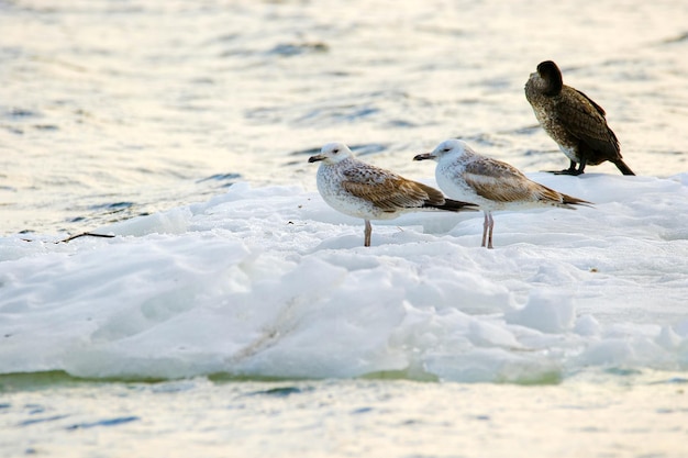 an image of feathered seagulls floating on an ice floe along the river