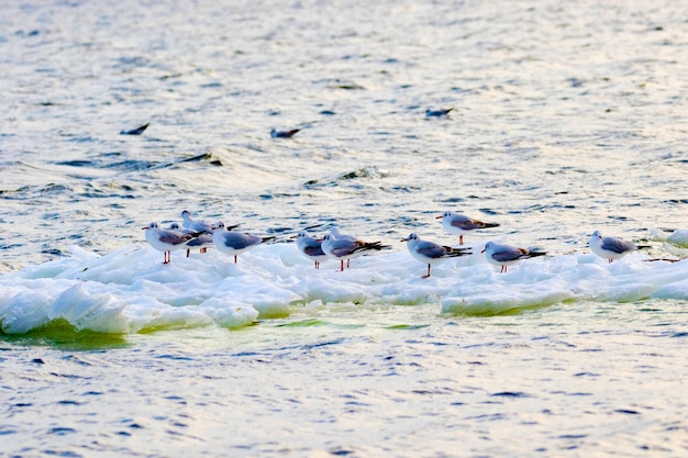 an image of feathered seagulls floating on an ice floe along the river