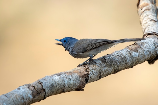 Image of Female Black-naped Monarch(Hypothymis azurea) on a tree branch on nature background. Birds. Animal.
