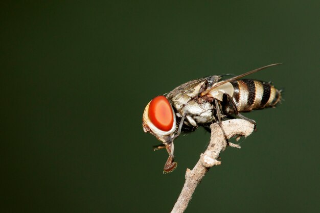 분기에 파리 (Diptera)의 이미지. 곤충 동물