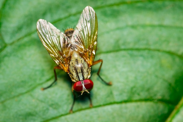 Изображение мухи (Diptera) на зеленых листьях. Насекомое. Животное