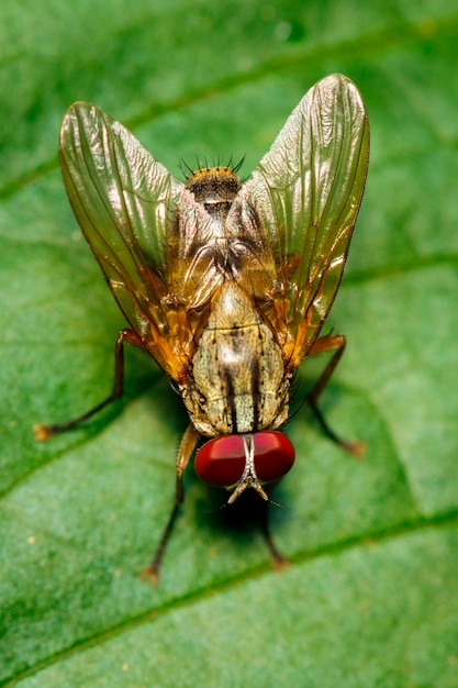 Изображение мухи (Diptera) на зеленых листьях. Насекомое. Животное