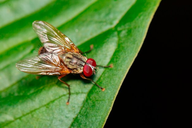 Изображение мухи (Diptera) на зеленых листьях. Насекомое. Животное