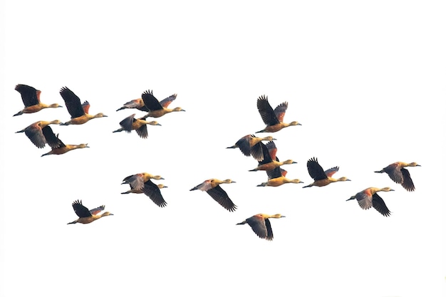 Photo image of flock lesser whistling duck dendrocygna javanica flying in the sky bird animals