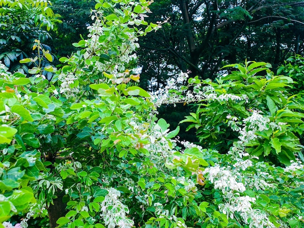 Image of flower and green leaves in a colorful landscape formal garden