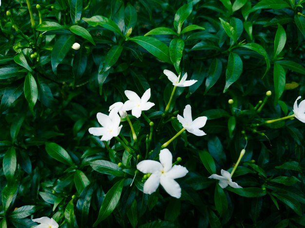 花ヴィンテージ背景美しい自然調色春の自然デザイン太陽植物の画像。