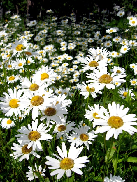 The image of flowerbed of beautiful white chamomiles