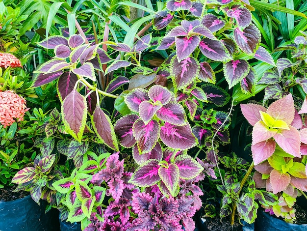 Immagine di fiori in un bellissimo giardino formale colorato paesaggio