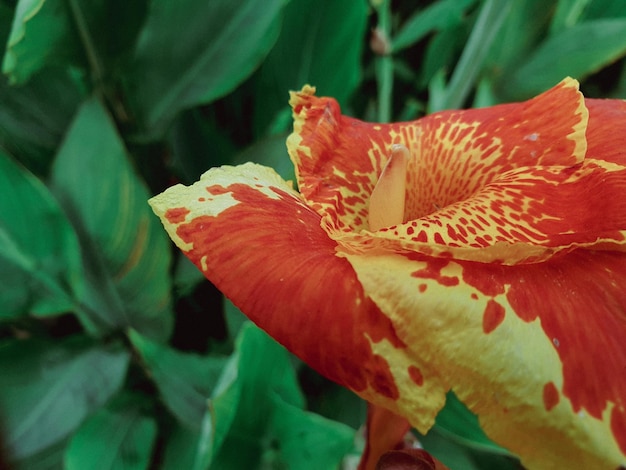 カラフルな風景の正式な庭園の花の画像。美しい庭