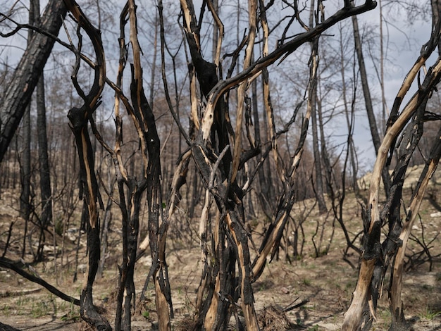 火事後の森の画像