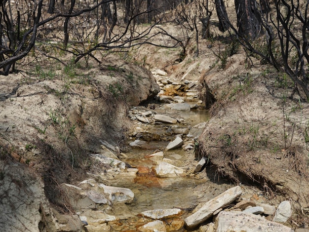 Image of a forest after a fire