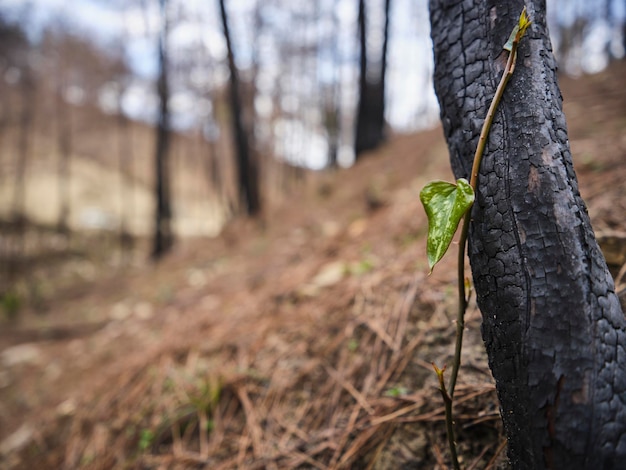 Image of a forest after a fire