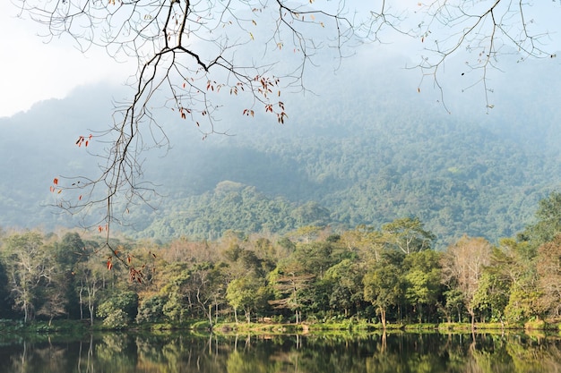 The image of the forest by the lake