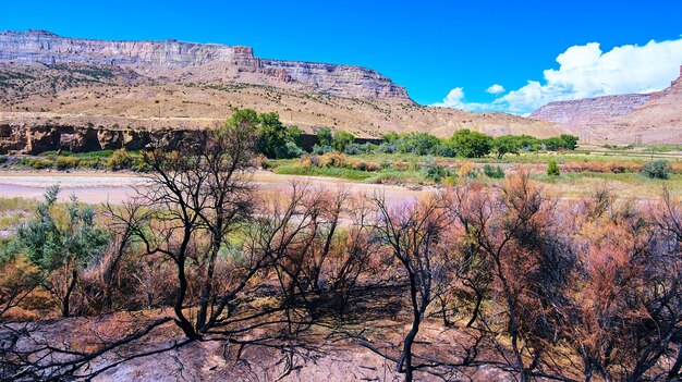 Photo image of forest fire damage to trees turned all black in desert mountains