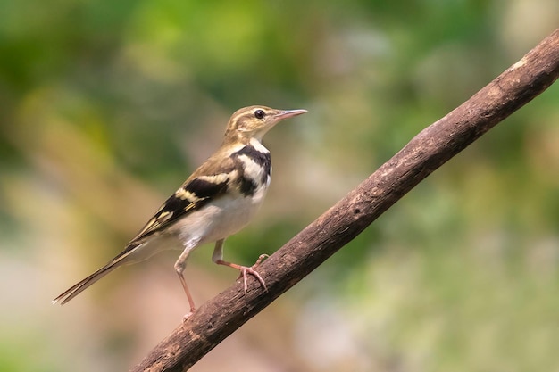 Изображение лесной трясогузки Dendronanthus indicus на ветке дерева на фоне природы