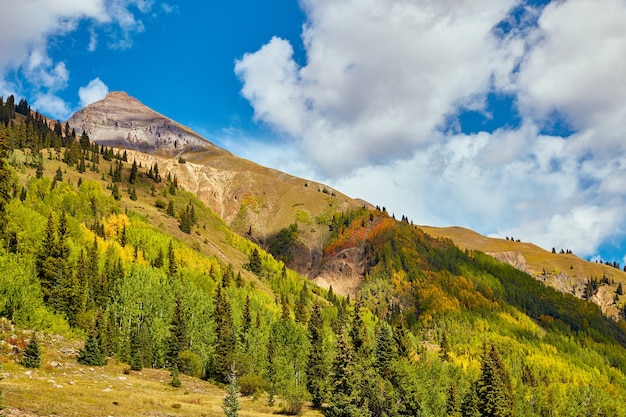 Image of Forest of yellow aspen trees in fall on large mountain