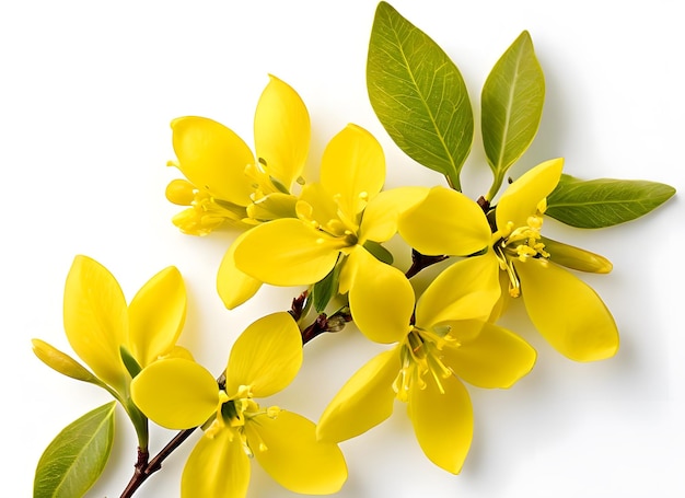 Photo image of forsythia on white background