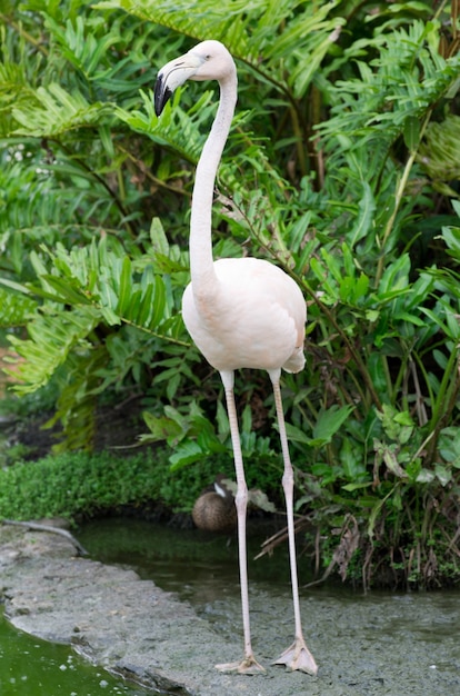 Image of four flamingos in the water