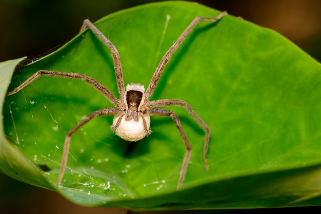 4つの斑点のある保育園のWebスパイダーと緑の葉の上のクモの卵の画像