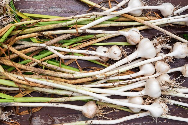 Image of fresh natural garlic harvest natural farming