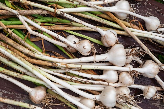 Image of fresh natural garlic harvest natural farming