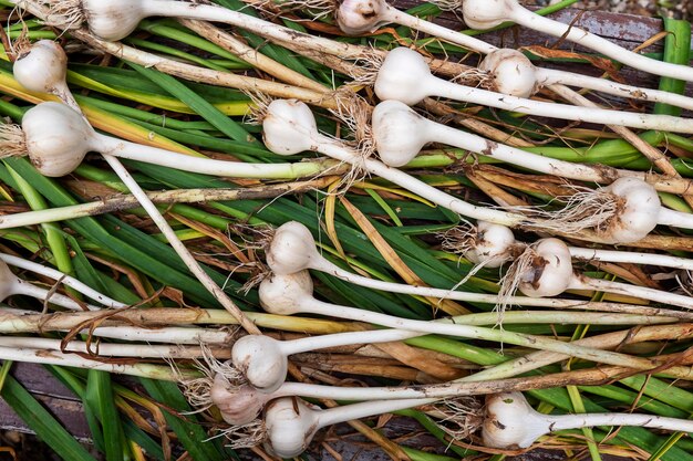 Image of fresh natural garlic harvest natural farming