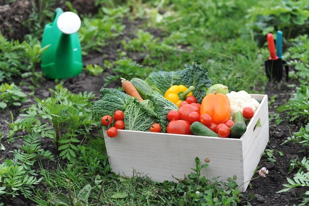 箱に入った新鮮な野菜のイメージ