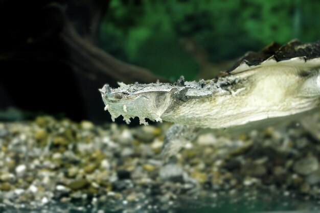 Image of freshwater exotic turtles Matamata