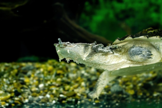 Image of freshwater exotic turtles Matamata