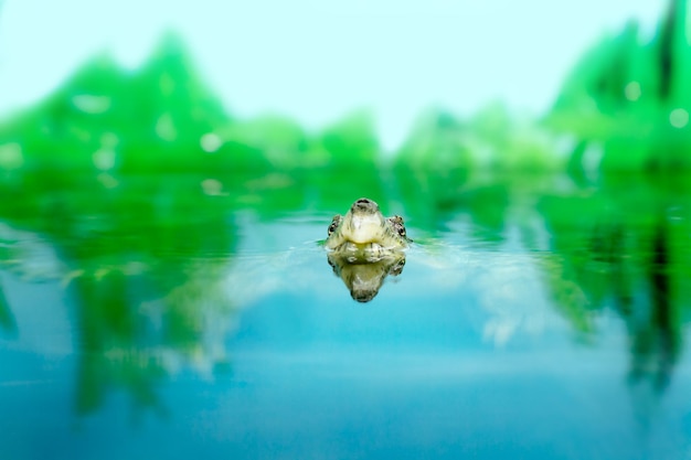 a Image of freshwater exotic turtles Matamata