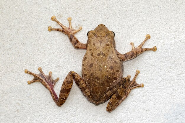 Image of Frog, Polypedates leucomystax,polypedates maculatus on the wall.  Amphibian. Animal.