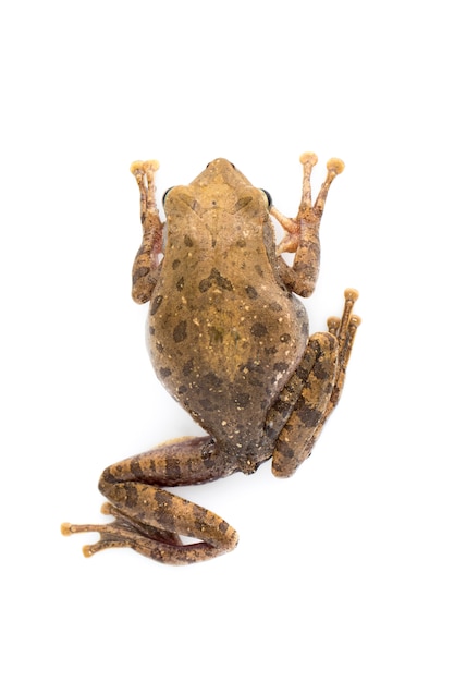 Image of Frog, Polypedates leucomystax,polypedates maculatus on a white .  Amphibian. Animal.