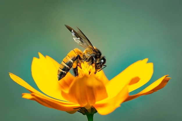 L'immagine dell'ape gigante del miele (apis dorsata) sul fiore giallo raccoglie il nettare