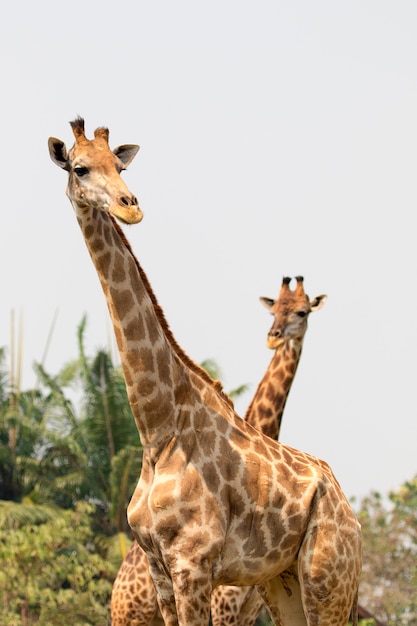 自然にキリンのイメージ。野生動物。