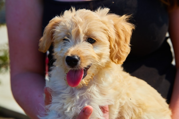 Immagine del golden retriever in primo piano con il viso ansimante trattenuto