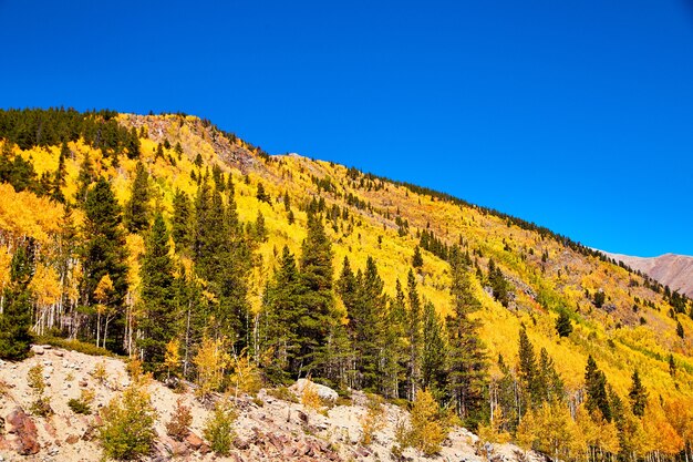 산맥을 덮고 있는 가을의 황금빛 노란 아스펜 나무의 이미지