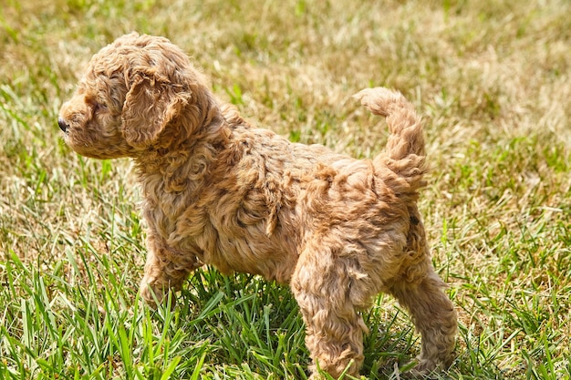 芝生で目をそらしているゴールデンドゥードルの子犬の画像