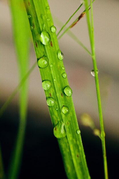 Image of Grass plant with tiny drops of dew water