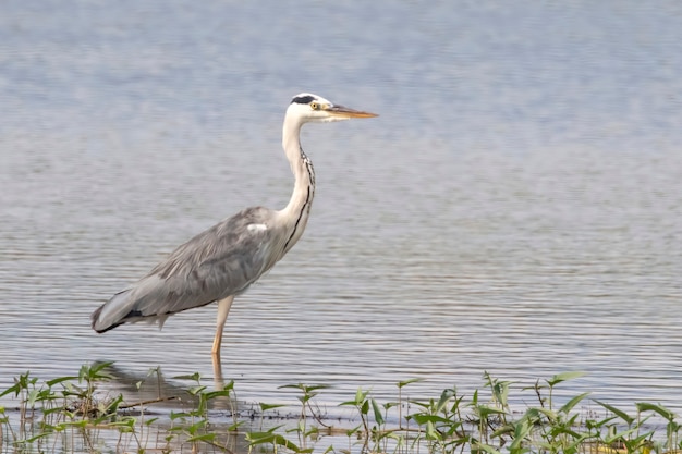 Image of gray heron (Ardea cinerea) standing in the swamp on the nature background