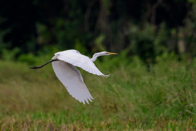 Image of Great Egret(Ardea alba) flying. Heron, White Birds, Animal.