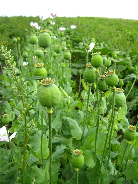 Image of the green heads of the poppy