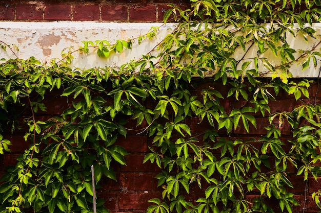 Image of Green ivy growing on red brick wall with row of peeling white paint