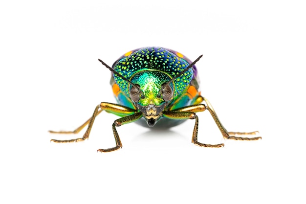 image of green-legged metallic beetle or jewel beetle or metallic wood-boring beetle on white