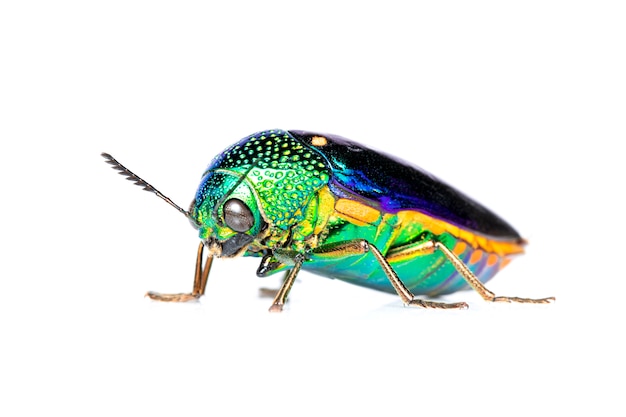 image of green-legged metallic beetle or jewel beetle or metallic wood-boring beetle on white