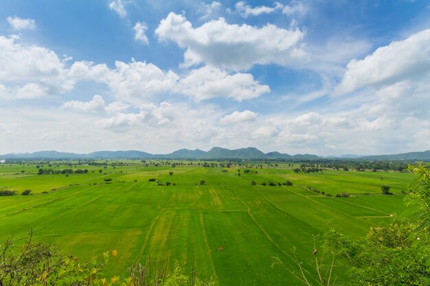 Изображение зеленого рисового поля с голубым небом в сельской местности