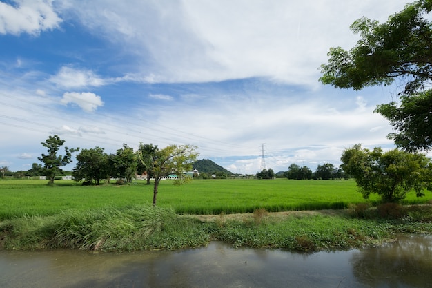 Image of green rice field with blue sky 