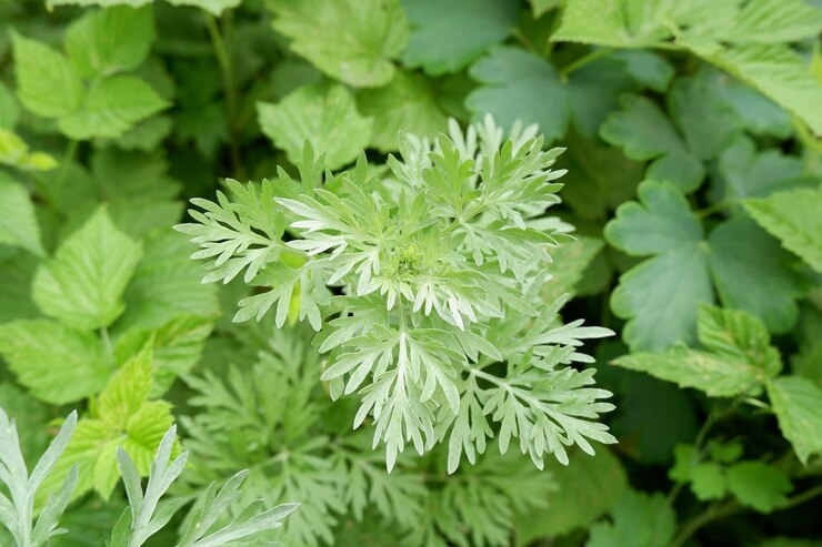초록색 잎자루를 배경으로 <unk>나무 Fleabane 식물의 녹색 가지의 이미지