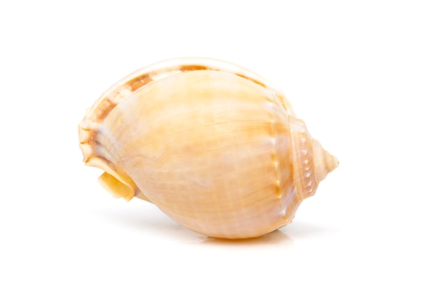 Image of grey bonnet Phalium glaucum seashells on a white background Undersea Animals Sea Shells